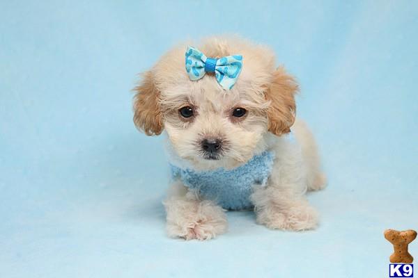 lvpuppyheaven Picture 2